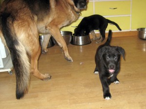 Tveir Sheffer/Labrador hvolpar með föður sínum