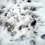 img-coll-1611